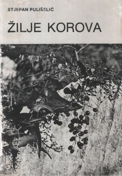 Žilje korova